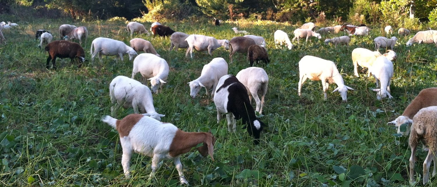 HOLY SHEEP: Ewe-niversally Green’s flock of sheep graze in an enclosed field in the Candler Park neighborhood to help mitigate the problem of kudzu growth.