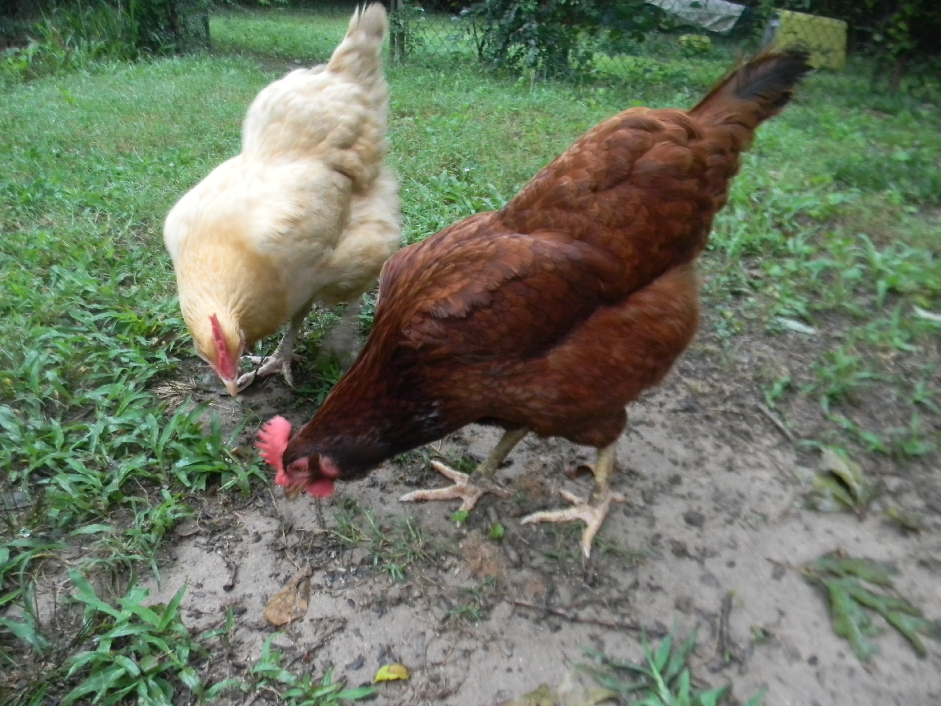 The Capelouto Family Bought Three Chickens From A Friend Two Years Ago The Family Continues The Capelouto Family Bought Three Chickens From A Friend Two Years Ago The Family Continues