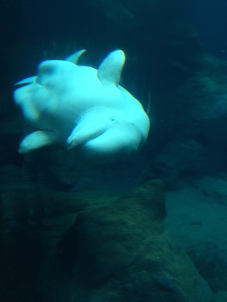 NOAA denies Georgia Aquarium belugas