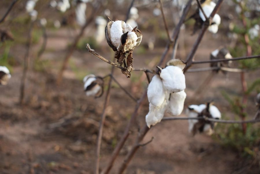 CRUSHED COTTON: Cotton was just one of the many victims of the hurricane’s fury. Blown over in the heavy winds, many cotton bolls were unable to be repaired or replaced. US Secretary of Agriculture Sonny Perdue reminded farmers after Hurricane Michael passed about USDA programs to help farmers with disaster recovery.
