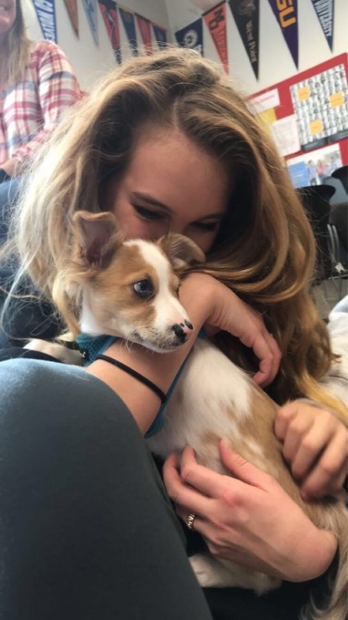 Senior Lily Muscarella cuddles a therapy dog Jan. 9 in the College and Career Center. 