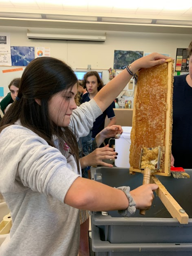 Sophomore Georgia Rice scrapes off wax from a honeycomb at apiculture club.