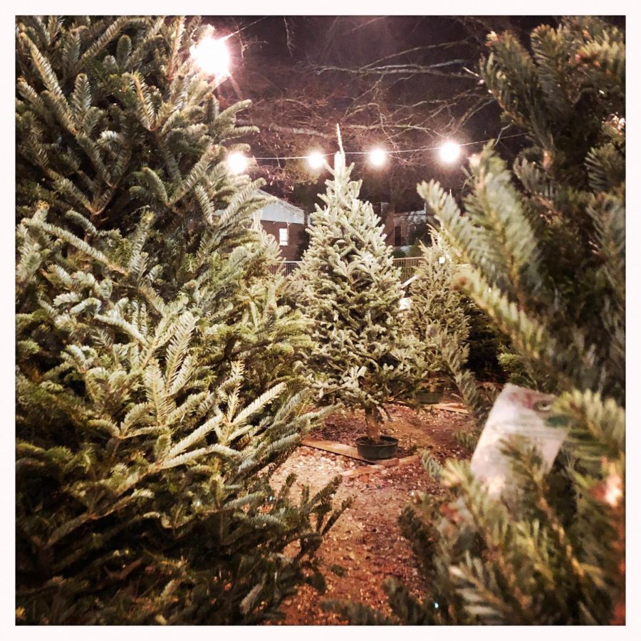 Trees are lined up row by row to make selecting a tree easy for customers. The lot is also festively decorated with lights.