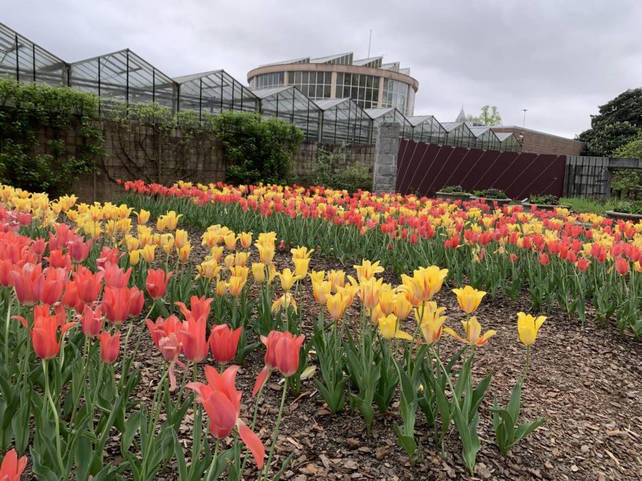 Amid the pandemic, when few things seem normal, the exhibits at the Atlanta Botanical Gardens have been a fun outside activity for Atlanta families to enjoy.