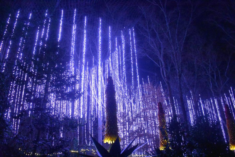 Indigo lights drape from the treetops as visitors stare in awe. 