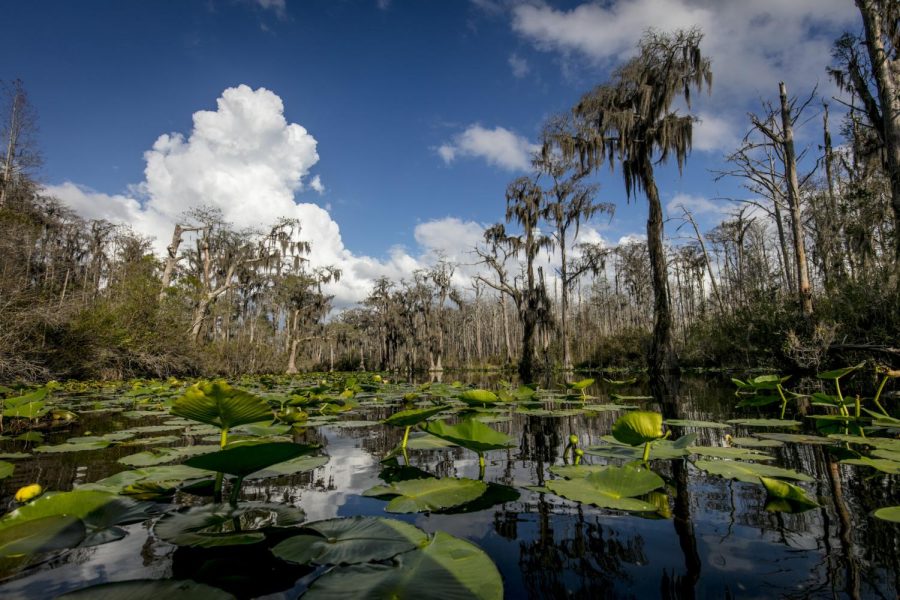 The strip mine that Twin Pines Minerals is selling a permit for would damage the diverse ecosystem of the Okefenokee swamp. 