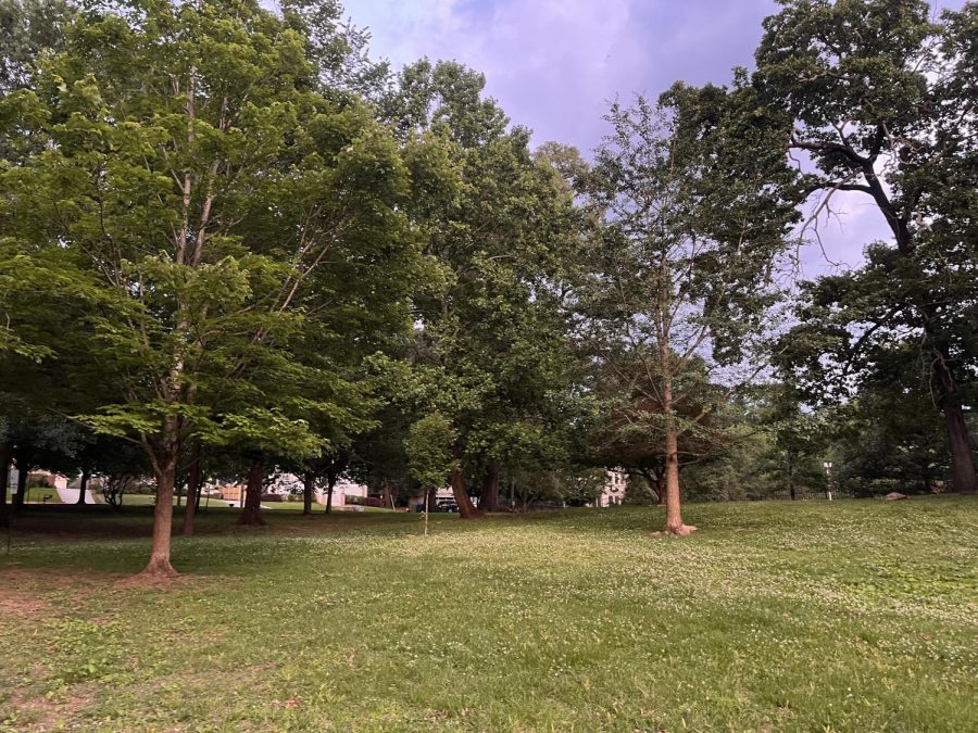 The upper playground area is mostly untouched, housing an arbory of old trees.