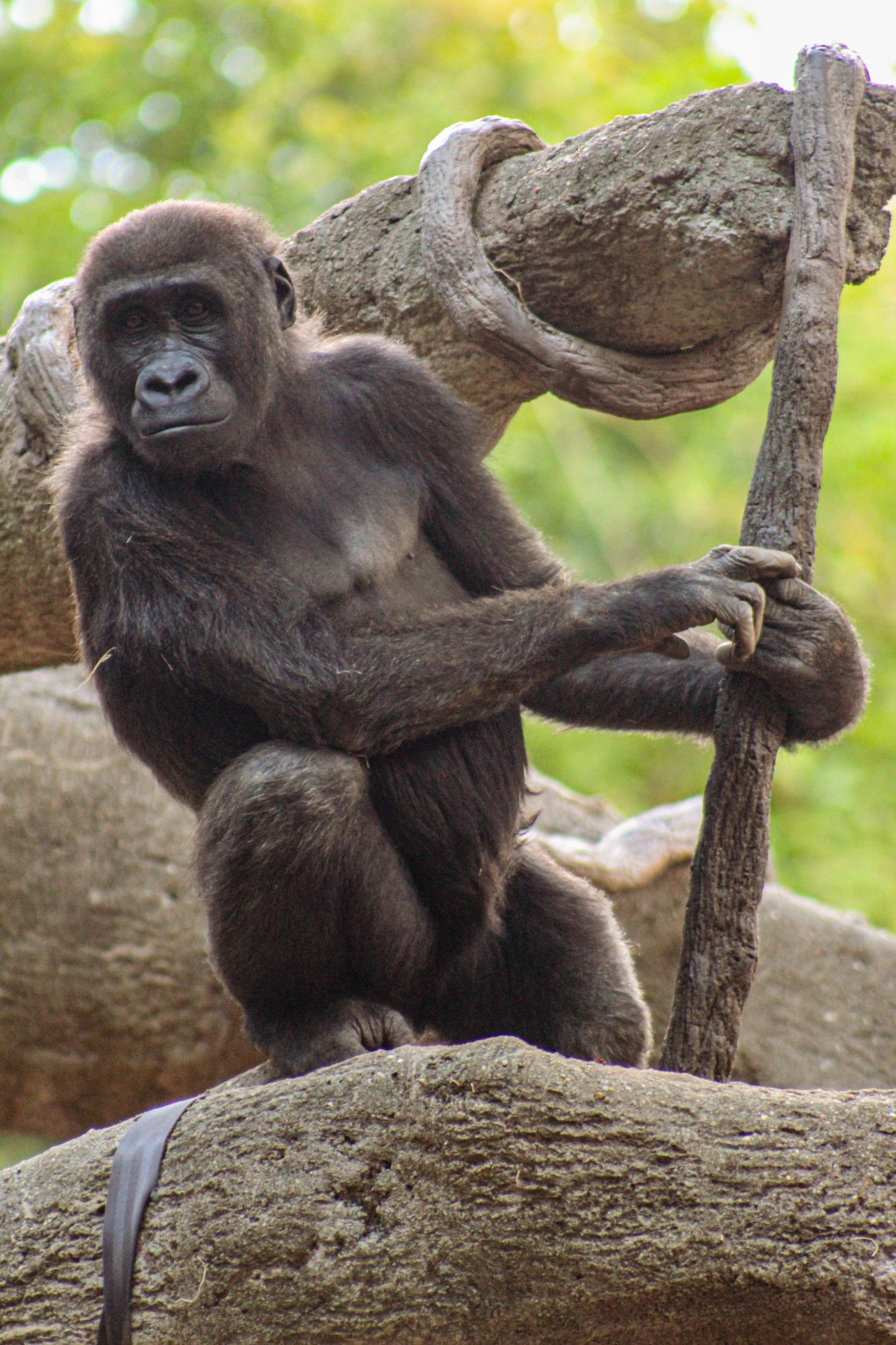 When visitors come to Zoo Atlanta they meet the Western Lowland Gorillas. These gorillas serve as ambassadors for their species since they are directly impacted by the mining of coltan.