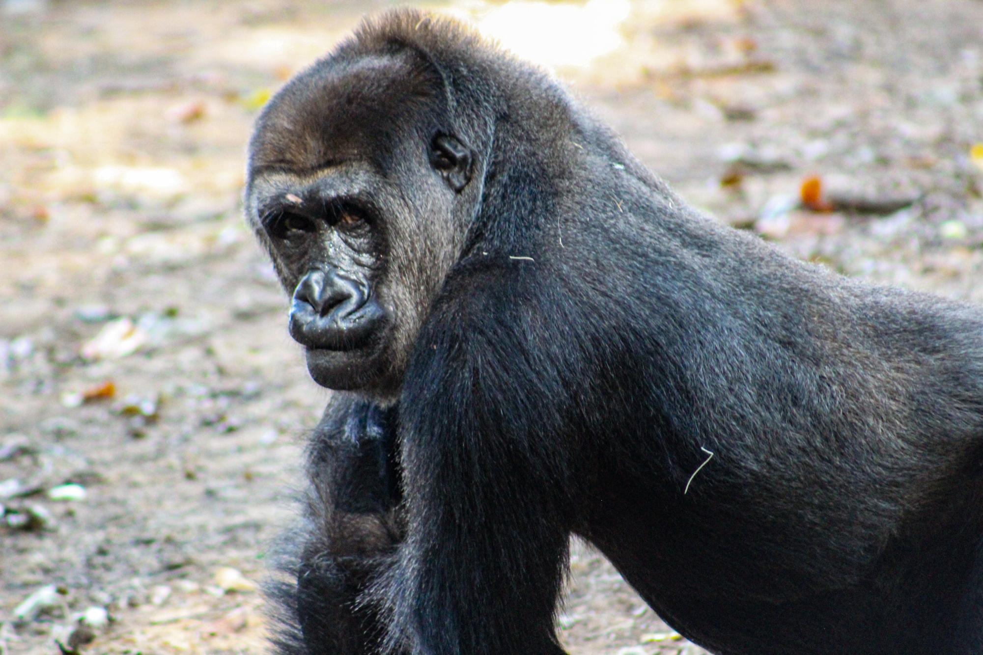 Knowing where to recycle items such as electronics can serve as an obstacle for most in the community. Zoo Atlanta’s volunteer programs director April Anderson said that the electronic recycling event helps to connect the community with resources to pursue their conservation interests.