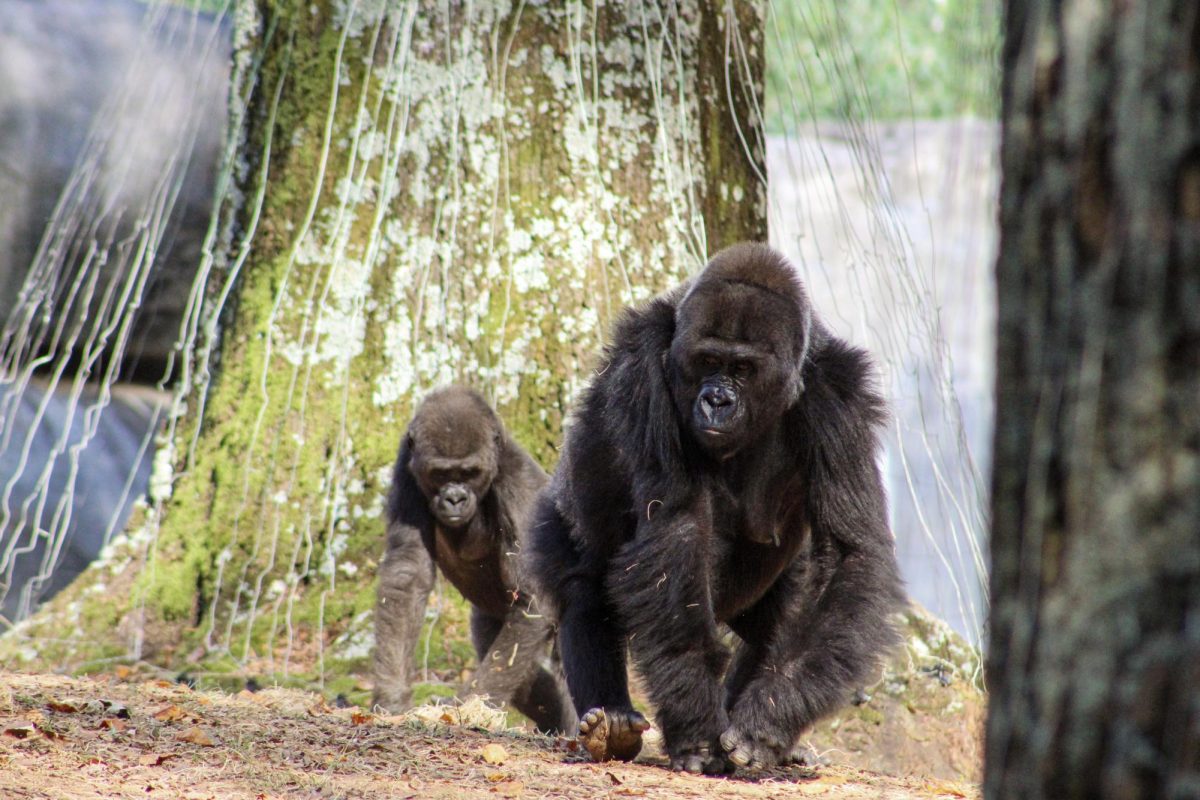 Zoo Atlanta hopes to educate and spark action within the community through hosting events such as the electronic recycling initiative. 