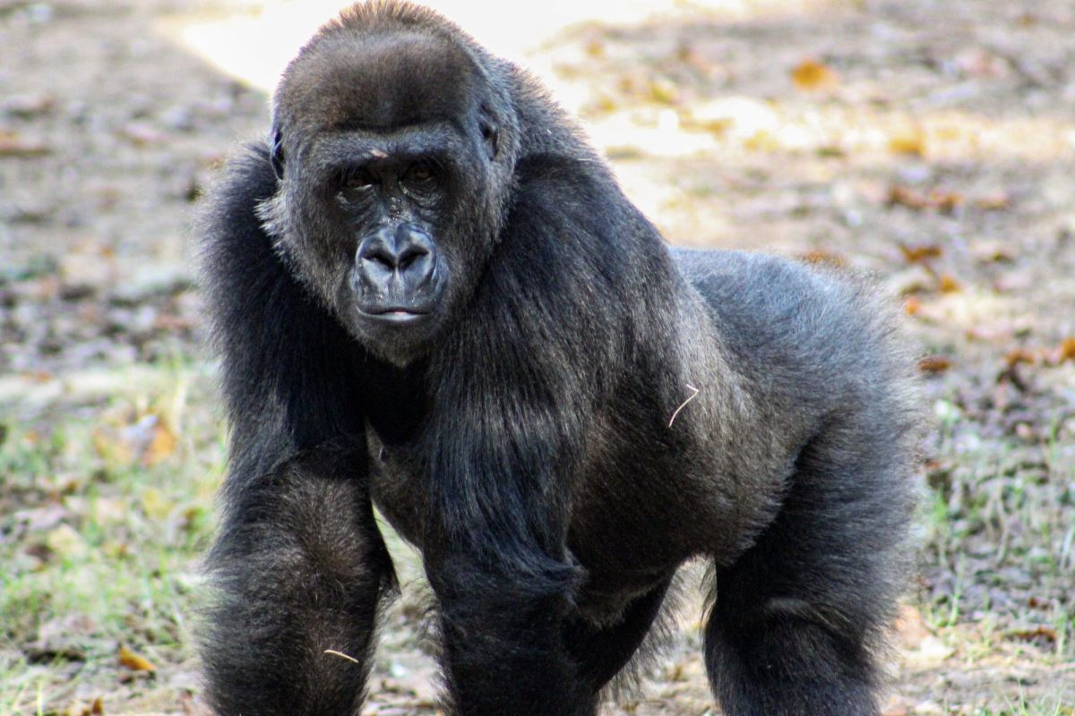 The collection of electronics for recycling is an effort by the Green Team at Zoo Atlanta. The Green Team focuses on ensuring environmental action and community engagement in conservation efforts in which the zoo participates. 