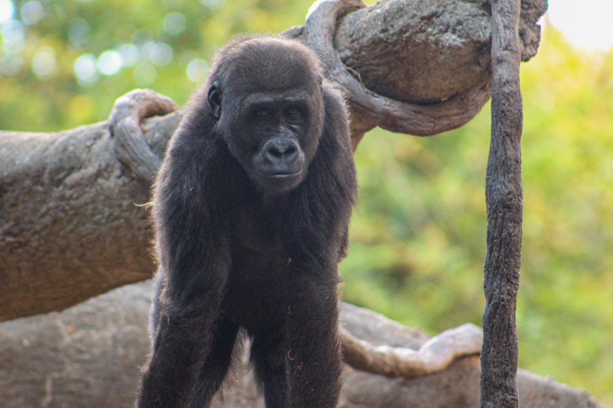 The mineral coltan can be found in a variety of electronics. To combat the amount of habitat loss caused by the mining of coltan in gorilla habitats, Zoo Atlanta’s electronic recycling initiative opened a resource for the community to donate their used electronics.  