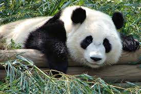 Giant panda Mai Lun was born at Zoo Atlanta in 2006, but now lives at Chengdu Research Base of Giant Panda Breeding in China, having left Atlanta on Oct. 12 for the Research Base ahead of her parents and siblings.