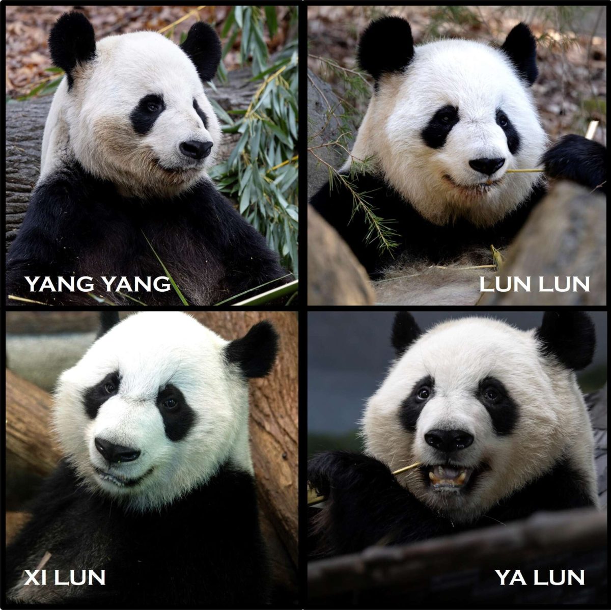 The four Zoo Atlanta pandas traveling back to China are Yang Yang, Lun Lun and the two of their seven Atlanta-born children not already in China, Xi Lun and Ya Lun.