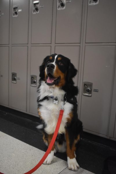 MEETING STUDENTS: Paddington sits down after engaging with student traffic during 1st lunch on Sept. 22.