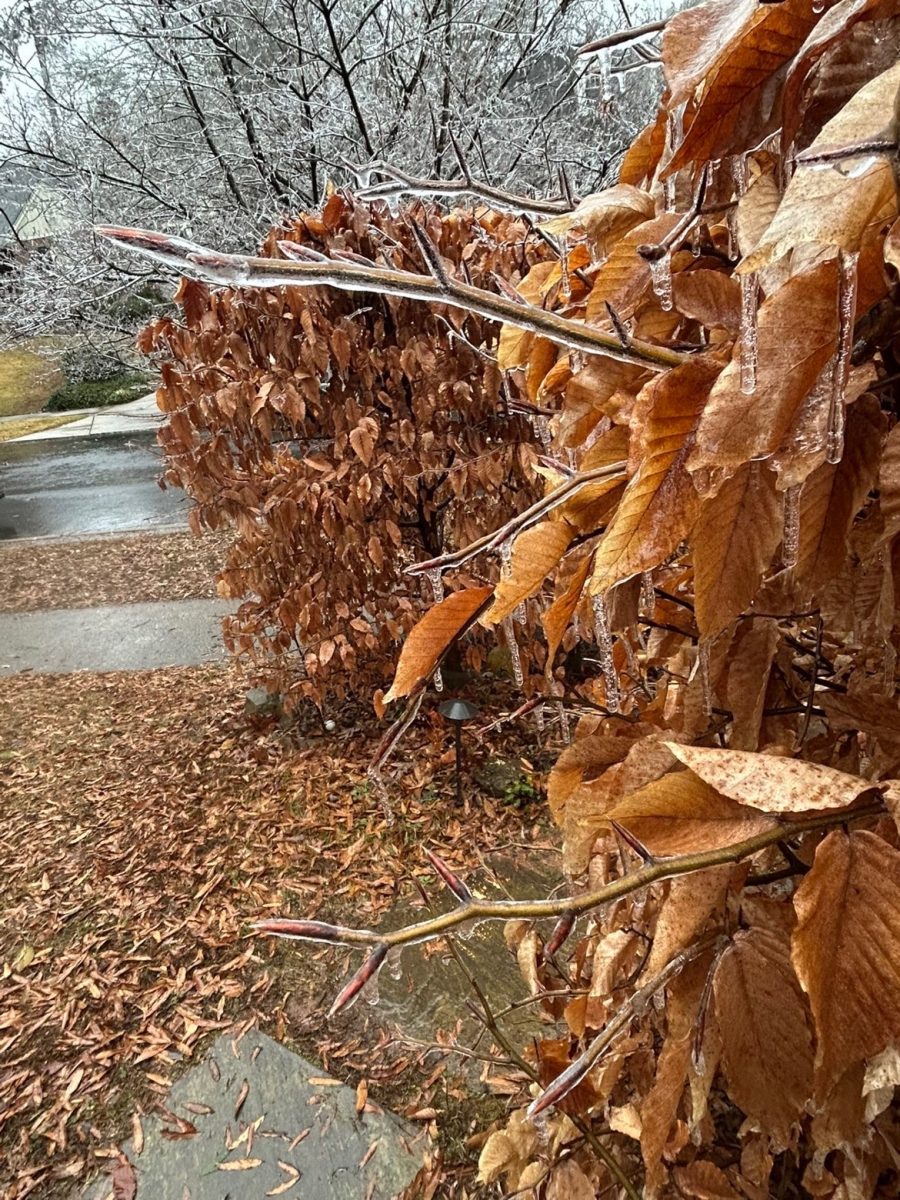 Residential bushes in Virginia-Highland remain frozen Sunday as icy conditions shut down schools and weekend plans.