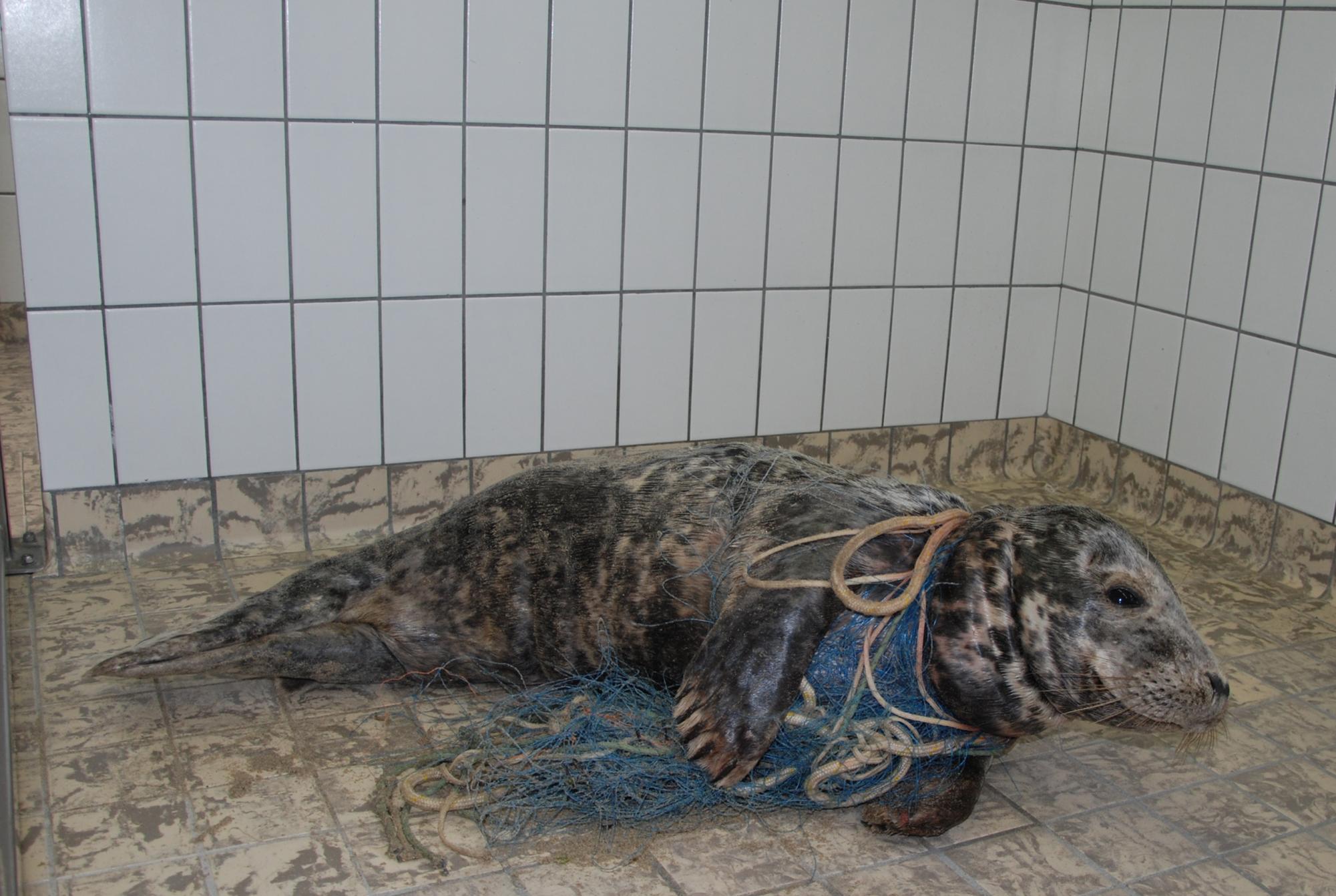 SAVING SEA LIFE: The Marine Mammal Protection Act's regulations are crucial to conserve marine wildlife and manage commercial activities. For example, unregulated commercial fishing leads to the deaths of non-target species, as they end up in netting or injured by equipment.