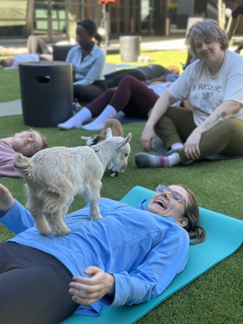 GOATS GALORE: Animal Yoga attendees from across Atlanta enjoy being serenaded by miniature goats and other animals rescued from shelters
during their classes. Animal yoga classes have significantly increased in popularity in the Atlanta area due to their unique class design.